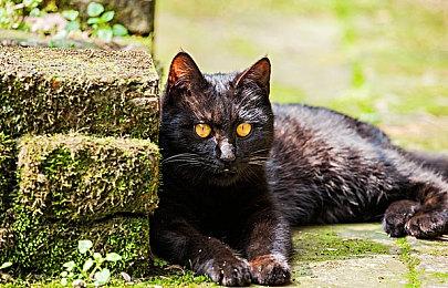 《真女神转生5》恶魔介绍：堕入饿鬼道的小鬼